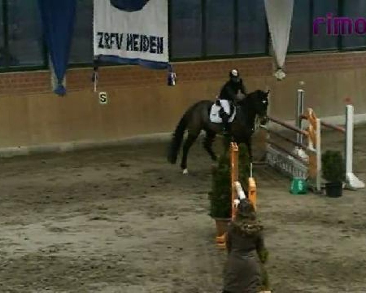 Springpferd Campione VC (Rheinländer, 2002, von Contender)