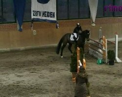 jumper Campione VC (Rhinelander, 2002, from Contender)