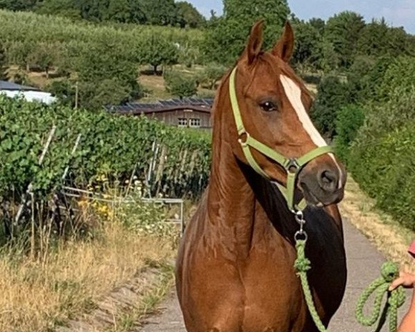 horse Dornik's Vita (German Riding Pony, 2015, from Dornik B)