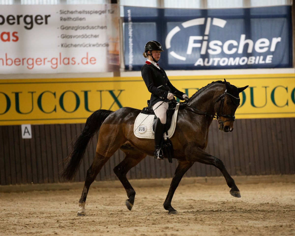 dressage horse De Vito 28 (German Sport Horse, 2013, from Dagobert 106)