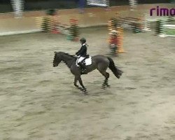 jumper Fenja 157 (Swedish Warmblood, 2000, from Acagion)