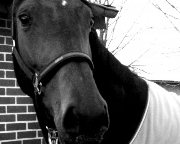 dressage horse Ma Jolie (Holsteiner, 2007, from Con Air)