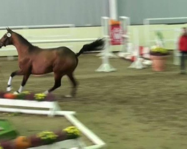 horse Empire Royale (KWPN (Royal Dutch Sporthorse), 2009, from Tuschinski)