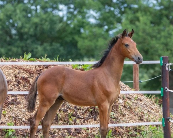 horse Venustas Cool Star (German Riding Pony, 2022, from Venustas Cool Edition)