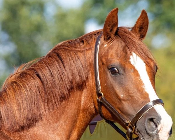 broodmare Lucy (German Riding Pony, 2014, from Venustas Crazy Boy)