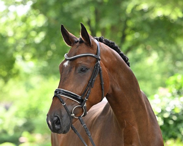 horse Redfort Dree Böken (Hanoverian, 2016, from Rock Forever NRW)