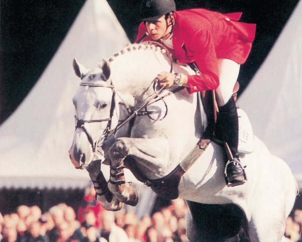 stallion Colbert GTI (Holsteiner, 1994, from Cantus) stallion Colbert GTI (Holsteiner, 1994, from Cantus)