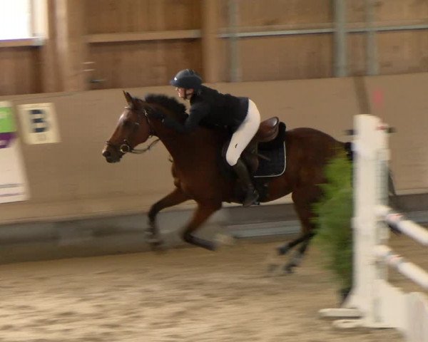 Reitturnier Winterthur 2022