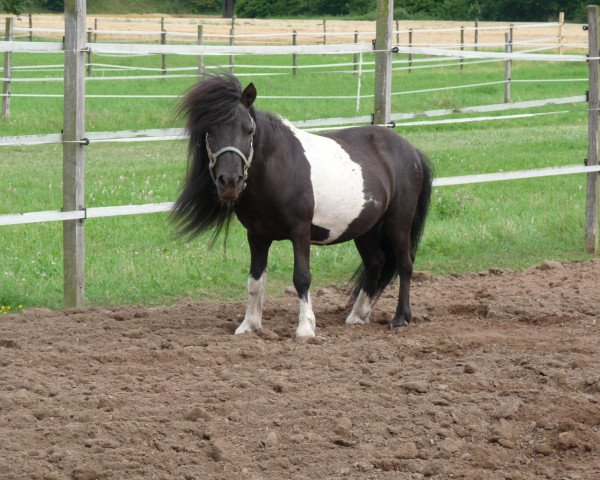 horse Rebell vom Rosengarten (Dt.Part-bred Shetland pony, 1989, from Roman)