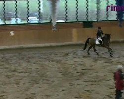 broodmare Levita 14 (Holsteiner, 2004, from Levisto Z)