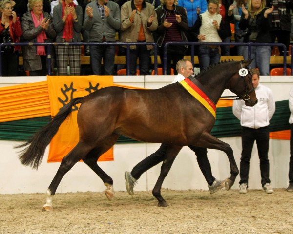 stallion Häwelmann (Trakehner, 2009, from Hofrat)
