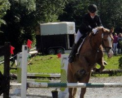 jumper Hato 2 (Haflinger, 2006)