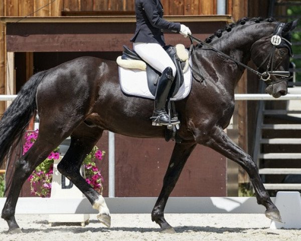 dressage horse Don Domanico (Hanoverian, 2018, from Don Martillo)