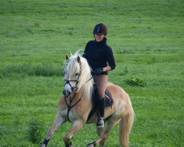 jumper Aslan (2,34% ox) (Haflinger, 2001, from Aladin)