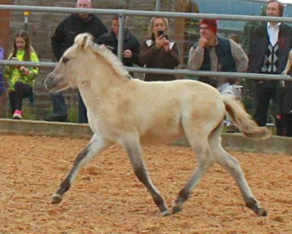 horse Taiga (Fjord Horse, 2016, from Tsjalle)