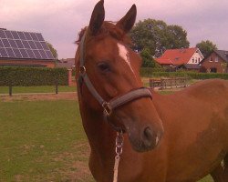 broodmare Bon Petit (Westphalian, 2008, from Biasini)
