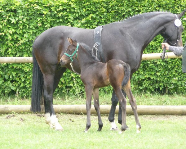 broodmare Frieda Gold AS (Westphalian, 2010, from Flanagan)