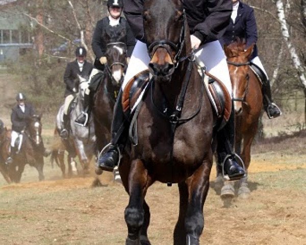 broodmare Roxina 004 (Hanoverian,  , from Roncalli xx)