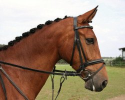 dressage horse Flori (Westphalian, 2005, from Florestan I)