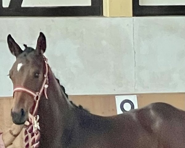horse Calea (Oldenburg show jumper, 2022, from Cashmere)