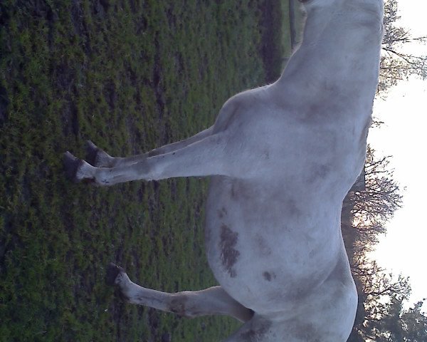 broodmare E-Ciska (Holsteiner, 1990, from Calvados II)