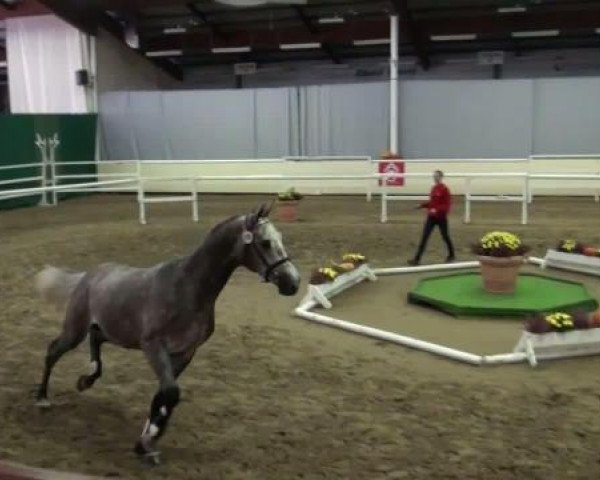 jumper Cardozo Z (Zangersheide riding horse, 2009, from Clinton)