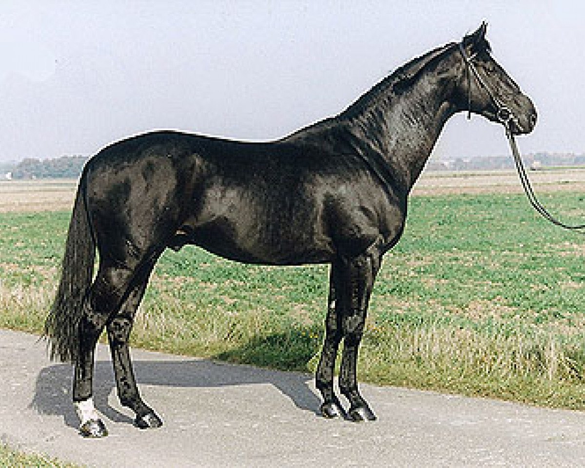 Deckhengst Amatcho (Trakehner, 1989, von Matcho AA)