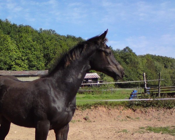 horse Contandus (Westphalian, 2011, from Conteur)