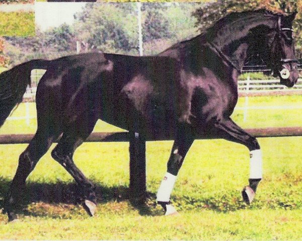horse Samba (Westphalian, 2007, from Sandro Bedo)