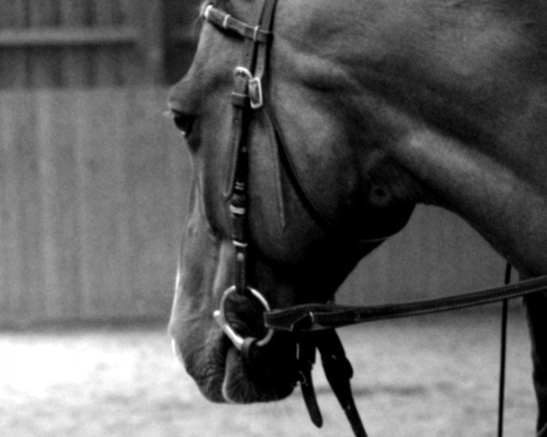horse Rio (Trakehner, 1999, from Abdullah)