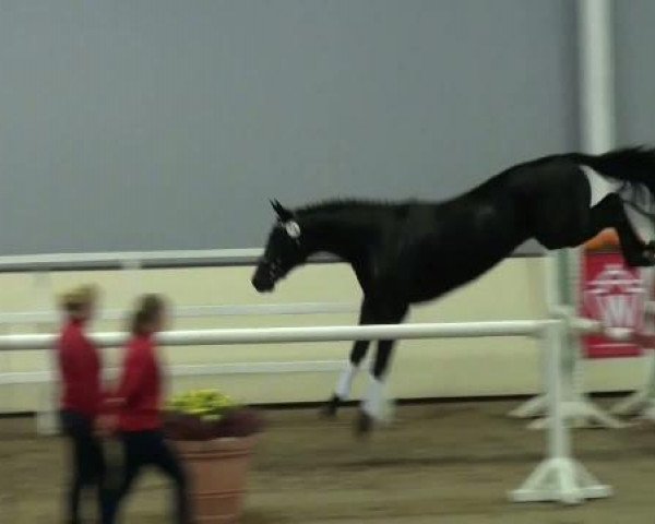 Pferd Stepman (Westfale, 2009, von Schumacher)