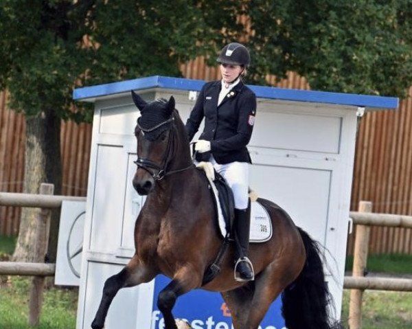 horse Feiner Einer (German Sport Horse, 2018, from Feinrich)