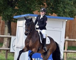 horse Feiner Einer (German Sport Horse, 2018, from Feinrich)