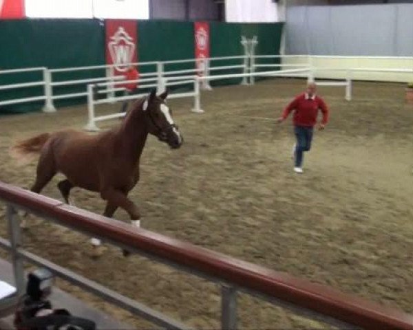 horse Empory (KWPN (Royal Dutch Sporthorse), 2009, from Casinos)