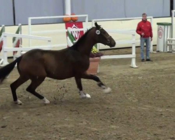 horse Hengst von Sir Donnerhall I (Westphalian, 2009, from Sir Donnerhall I)