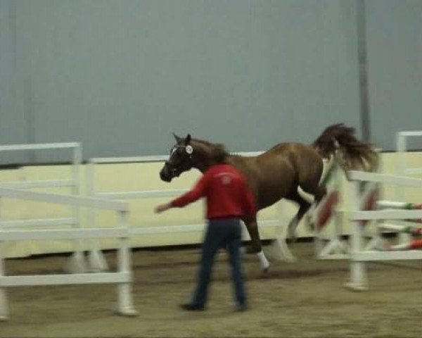 horse Elvis (KWPN (Royal Dutch Sporthorse), 2009, from de Chirico)