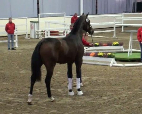 horse Hengst von Sir Donnerhall I (Westphalian, 2009, from Sir Donnerhall I)