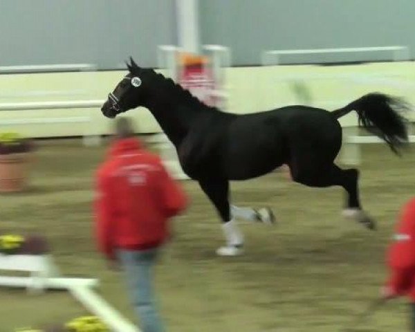 horse Hengst von Starnberg (Westphalian, 2009, from Starnberg)