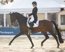 dressage horse Odin Unik (Danish Warmblood, 2014, from Denver TT)