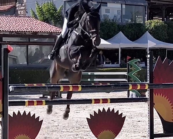 jumper Cassis de Toxandria (Zangersheide riding horse, 2014, from Carlow van de Helle 240 FIN)