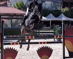 jumper Cassis de Toxandria (Zangersheide riding horse, 2014, from Carlow van de Helle 240 FIN)