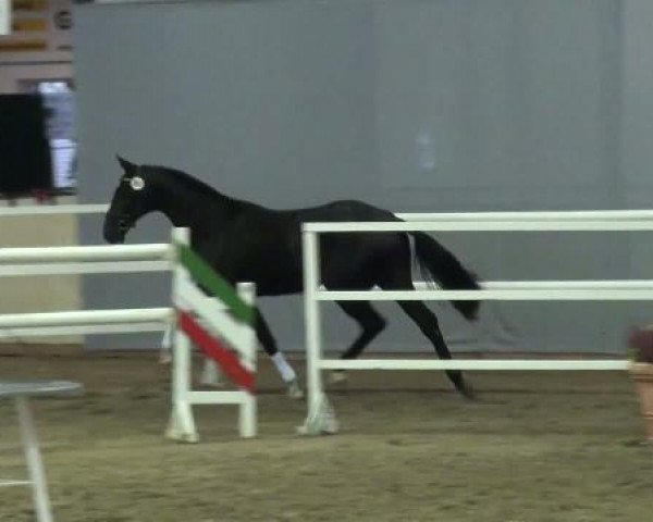 Pferd Hengst von San Amour (Westfale, 2009, von San Amour I)
