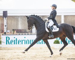 stallion For Romance II (Oldenburg, 2013, from Fürst Romancier)