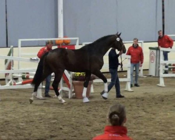 dressage horse Edition's Fenicio (Westphalian, 2009, from Florenciano 6)