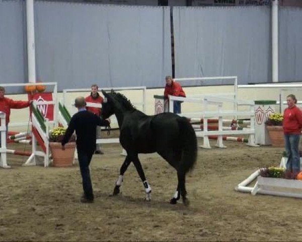 jumper Fantastic Man (Westphalian, 2009, from Fleury)