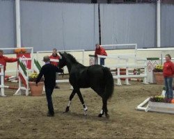 jumper Fantastic Man (Westphalian, 2009, from Fleury)