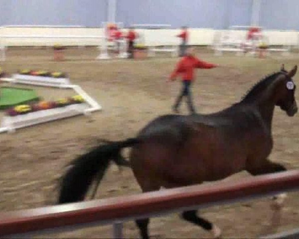 horse Fedoskino (Westphalian, 2009, from Fifty Cent)