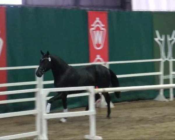 horse Feiner Lord (Westphalian, 2009, from Feiner Bedo)