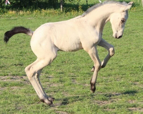 Pferd Ava’s First Lady Fien (Nederlands Rijpaarden en Pony, 2020, von Krem)