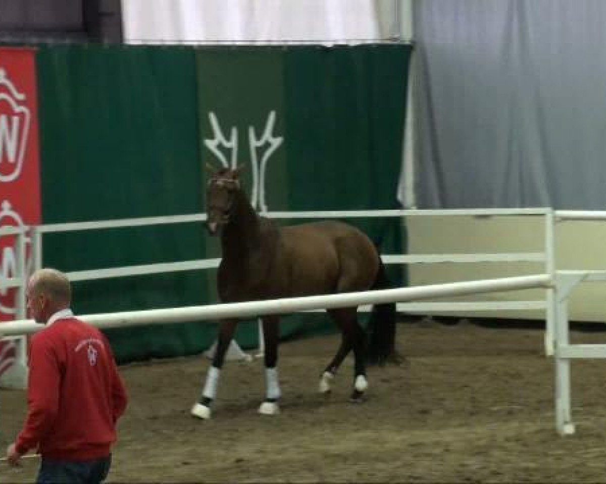 horse Enzio Auditore (Westphalian, 2009, from Ehrenmann)